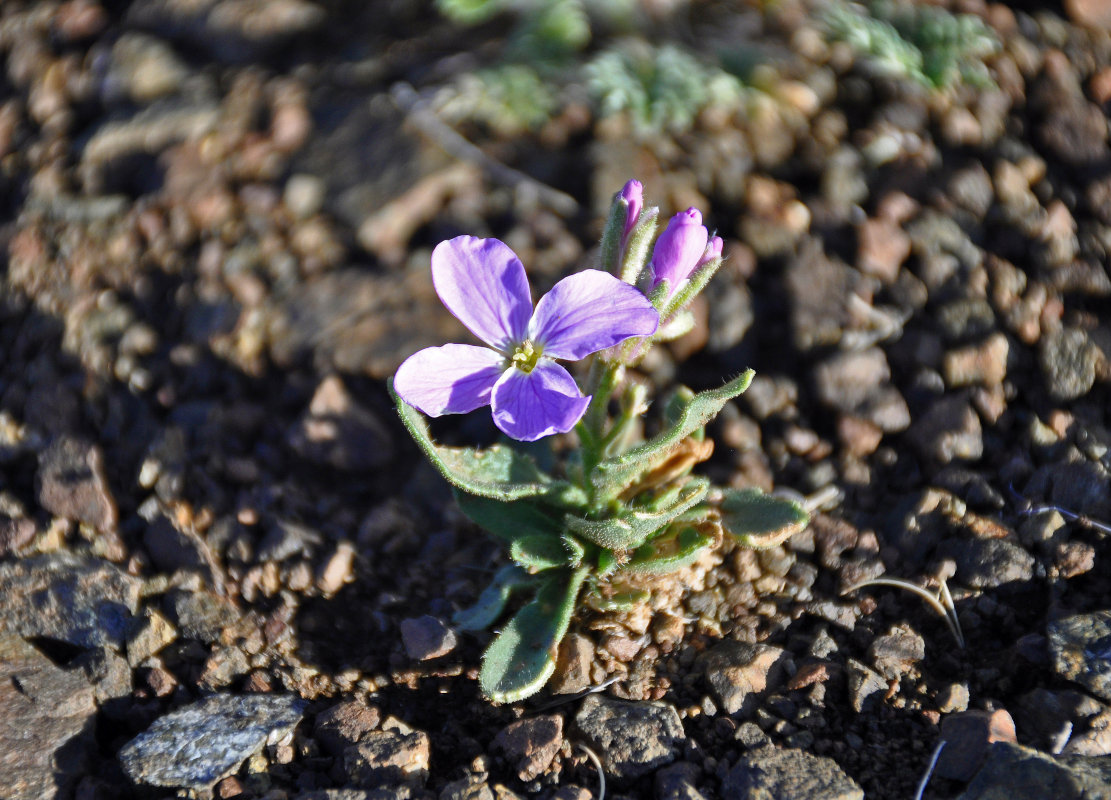 Image of Clausia aprica specimen.