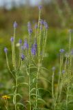 Veronica longifolia. Верхушки растений с соцветиями и кормящейся пчелой. Ростовская обл., Азовский р-н, окр. хут. Лагутник, пойменный луг. 15.09.2019.