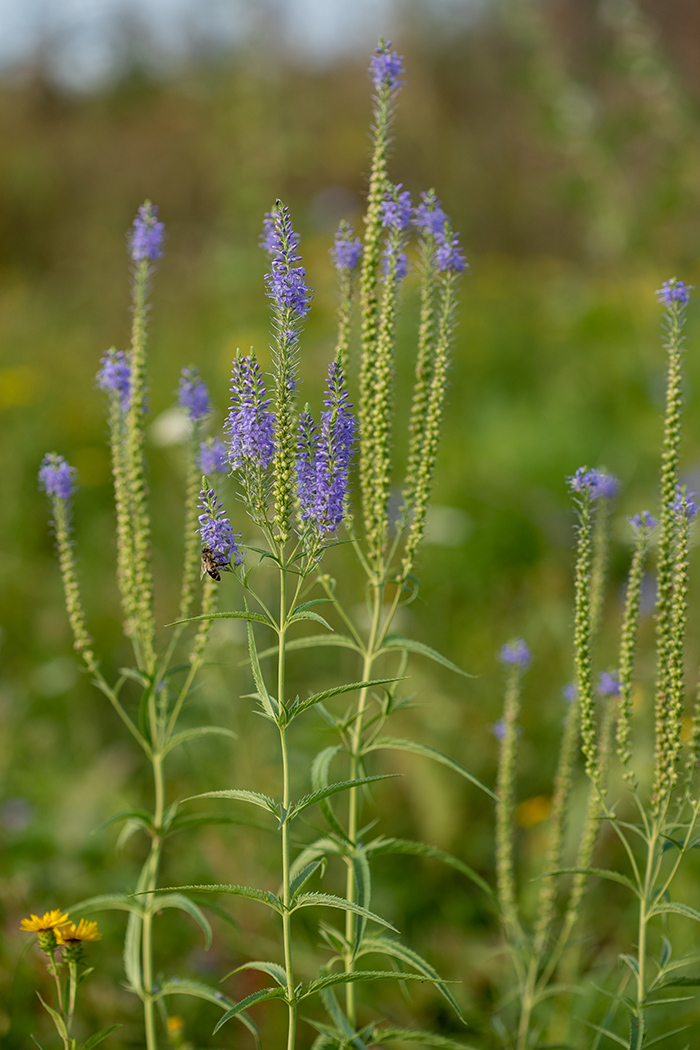 Image of Veronica longifolia specimen.