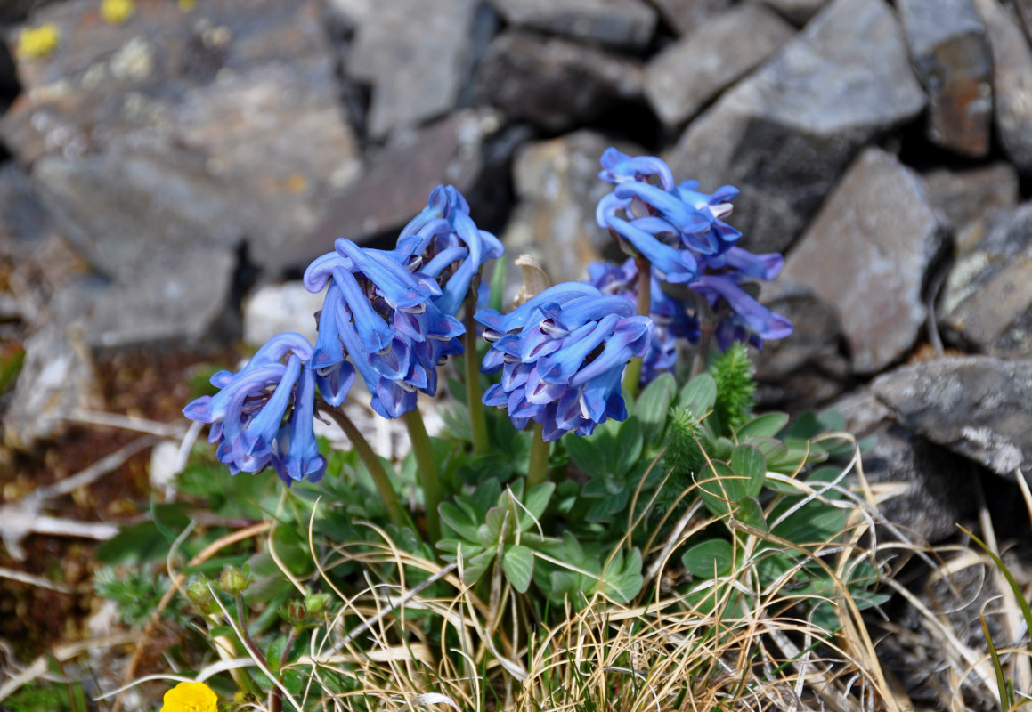 Image of Corydalis pauciflora specimen.