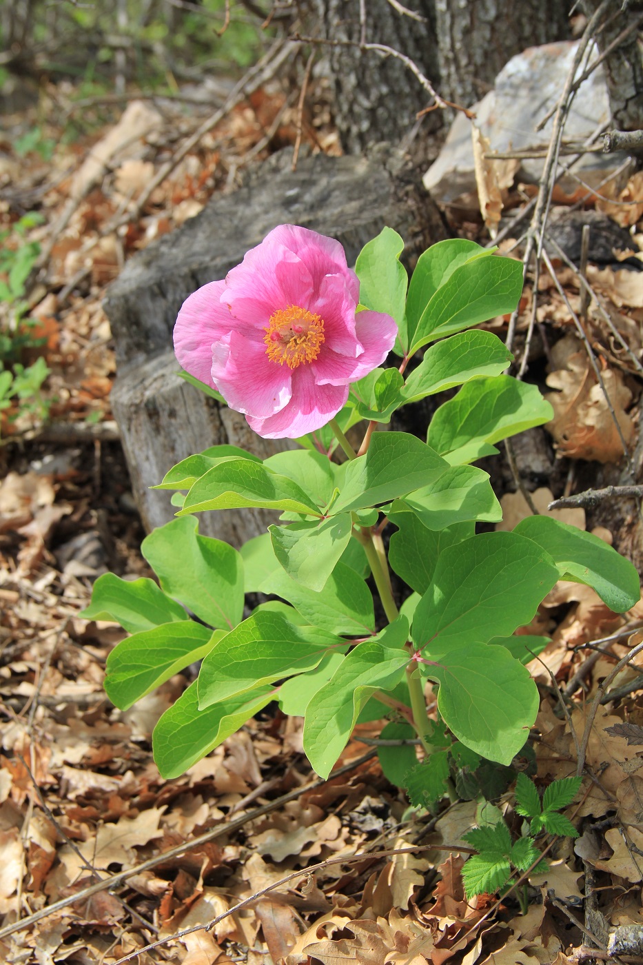 Изображение особи Paeonia daurica.