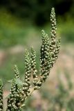 Amaranthus retroflexus