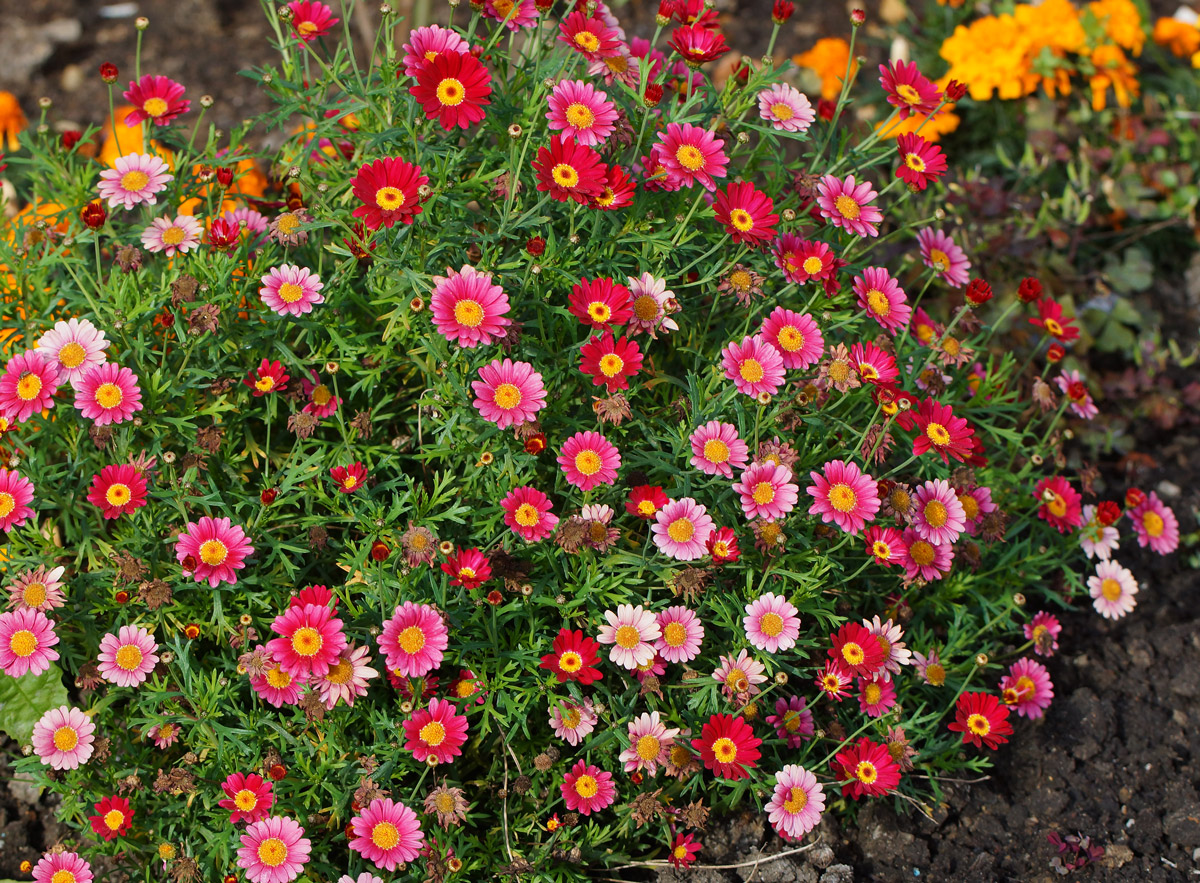 Image of familia Asteraceae specimen.