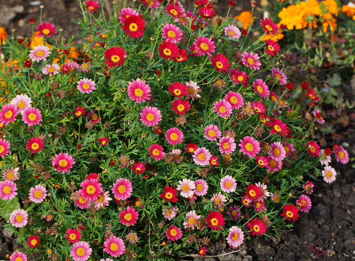 Изображение особи семейство Asteraceae.