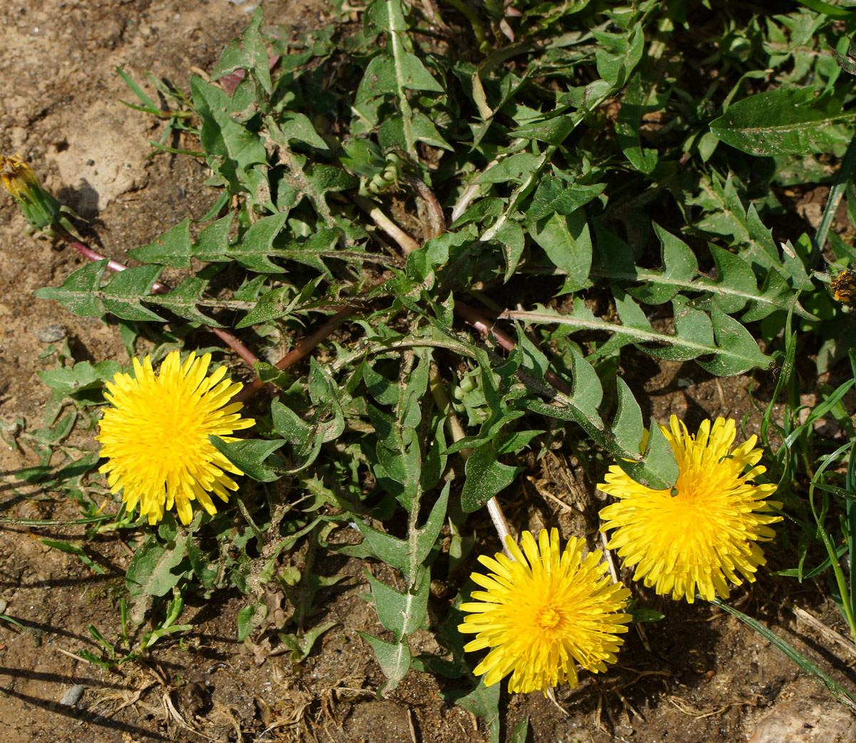 Изображение особи Taraxacum officinale.