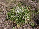 genus Viola. Цветущее растение. Украина, Запорожский р-н, Дурная балка, возле дороги, разнотравная степь. 26.03.2020.