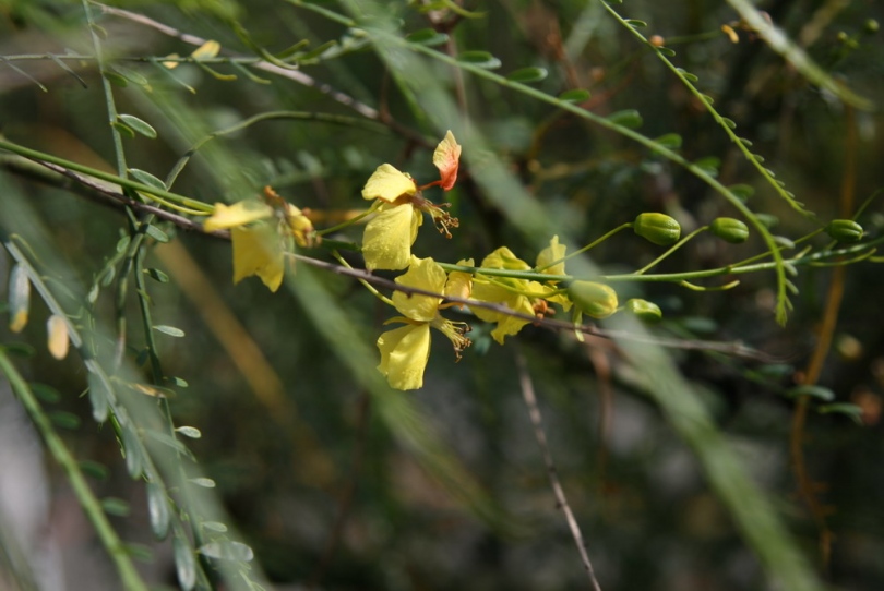 Image of Parkinsonia aculeata specimen.