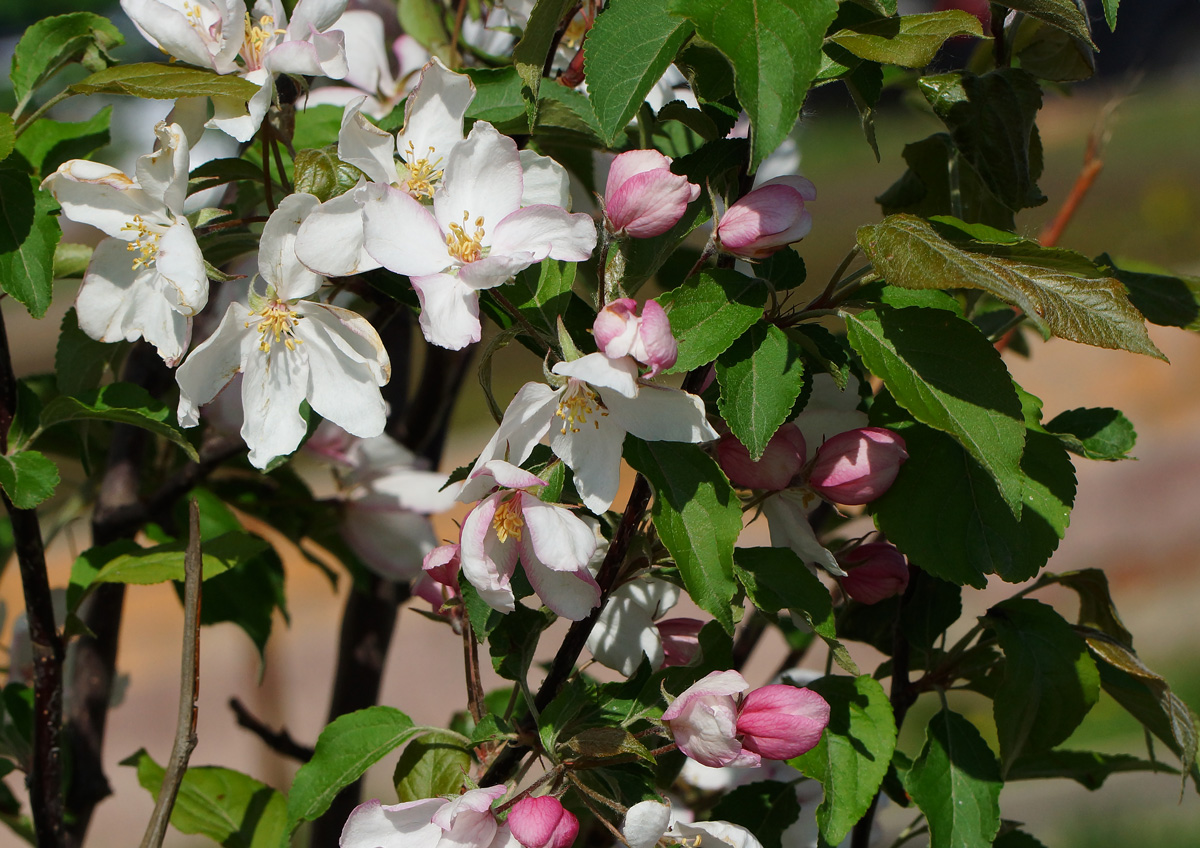 Image of genus Malus specimen.
