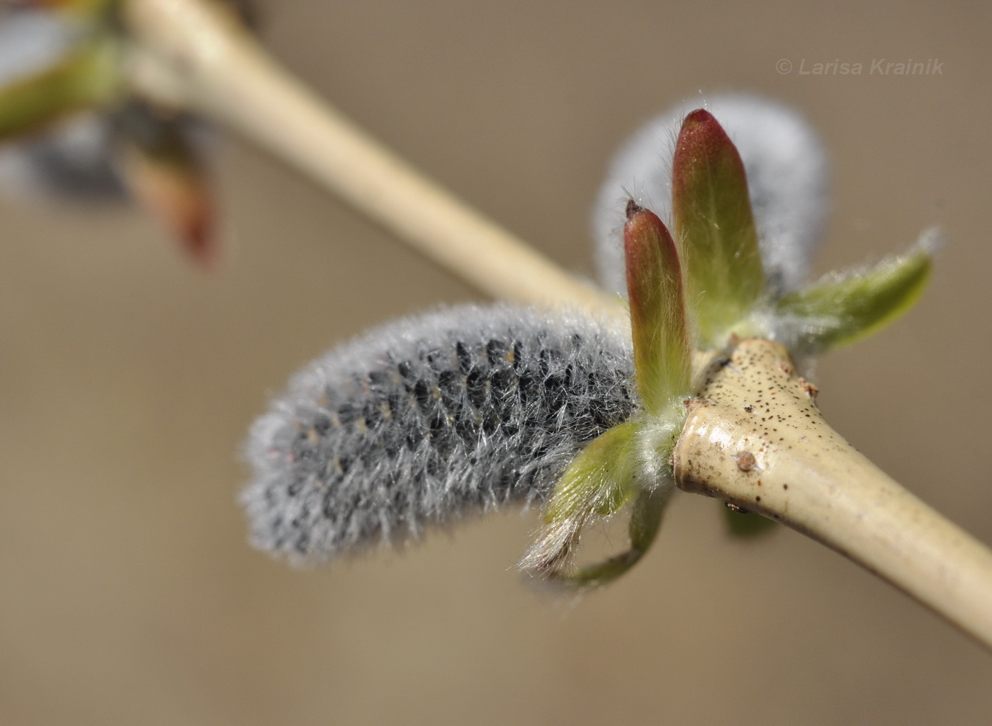 Image of Salix integra specimen.