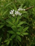 Galium rivale