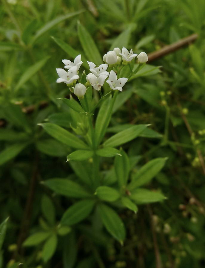 Изображение особи Galium rivale.