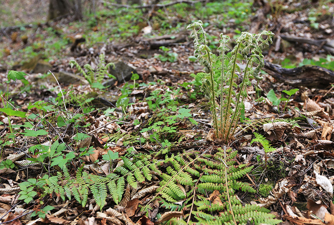 Изображение особи Polystichum braunii.