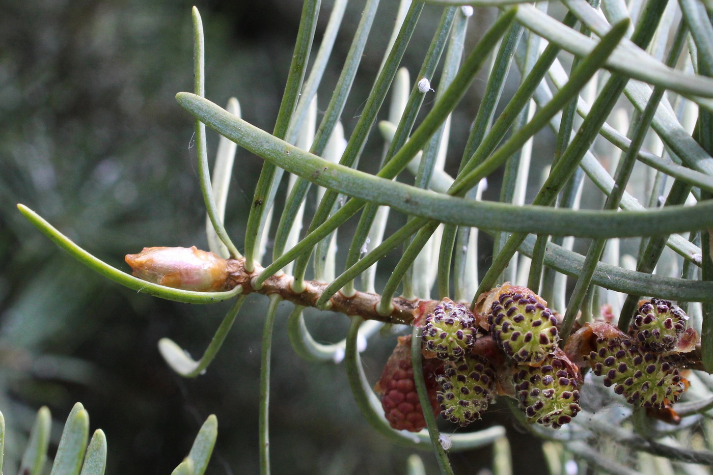 Изображение особи Abies concolor.