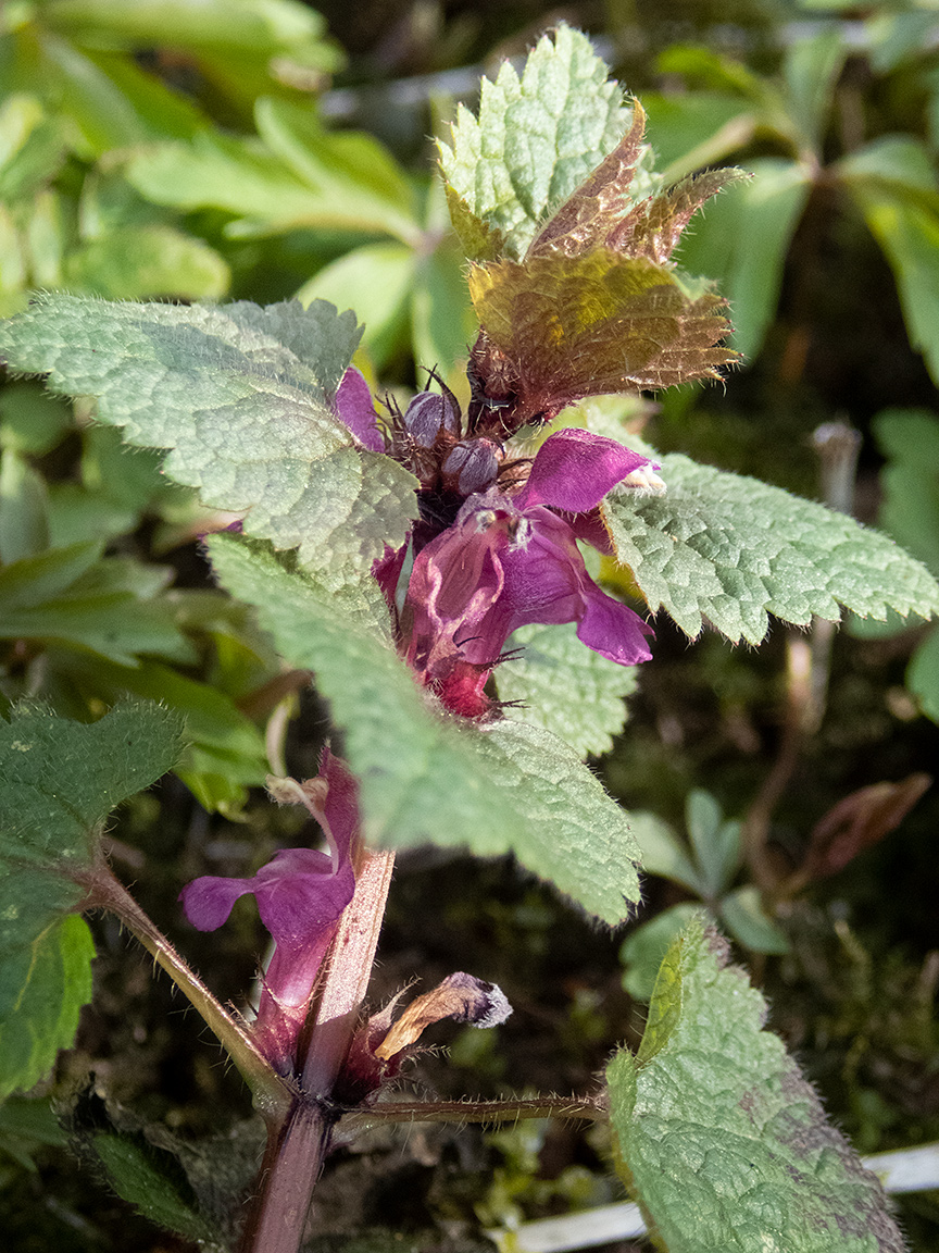 Image of Lamium maculatum specimen.