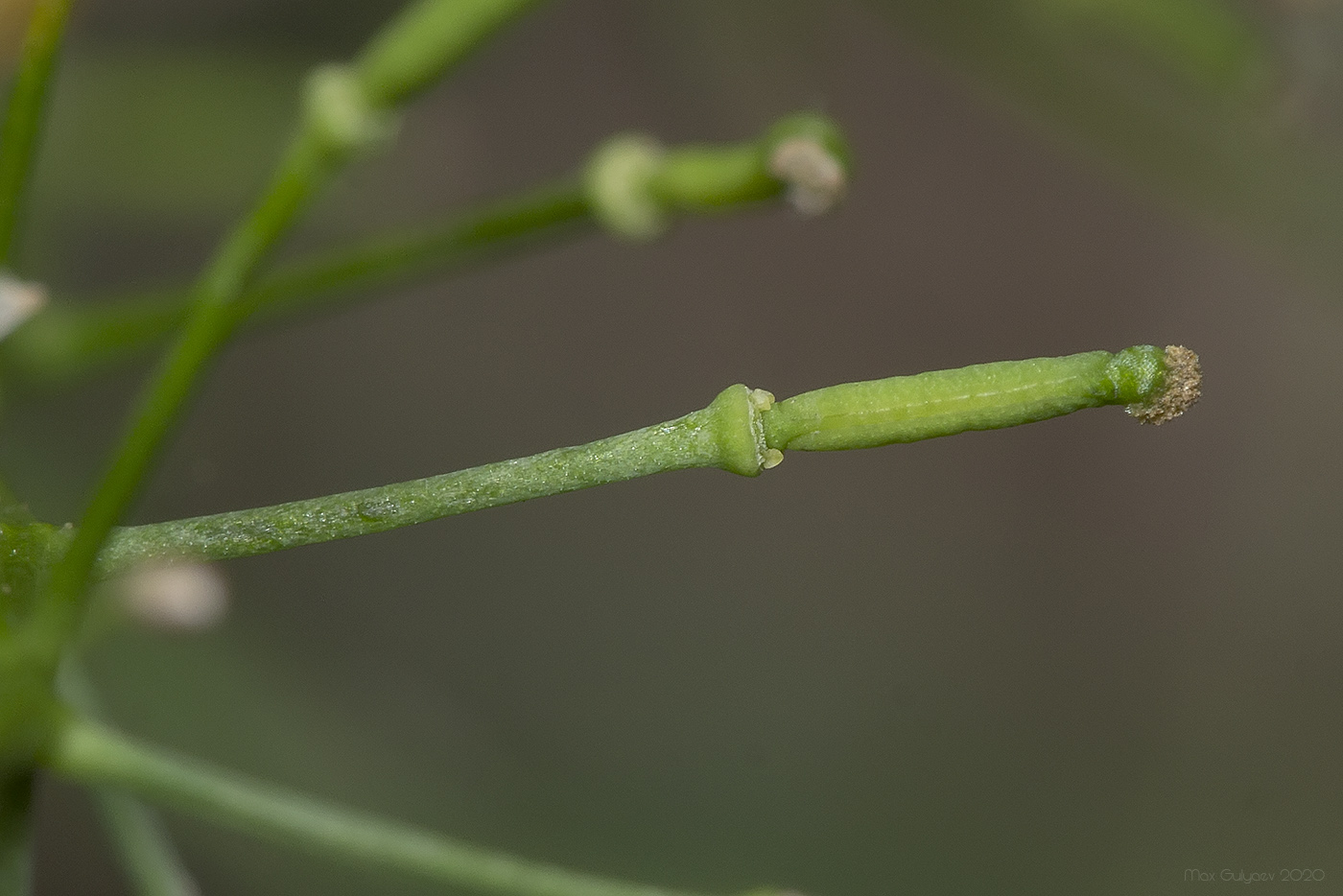 Изображение особи Rorippa sylvestris.