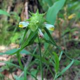 Melampyrum cristatum