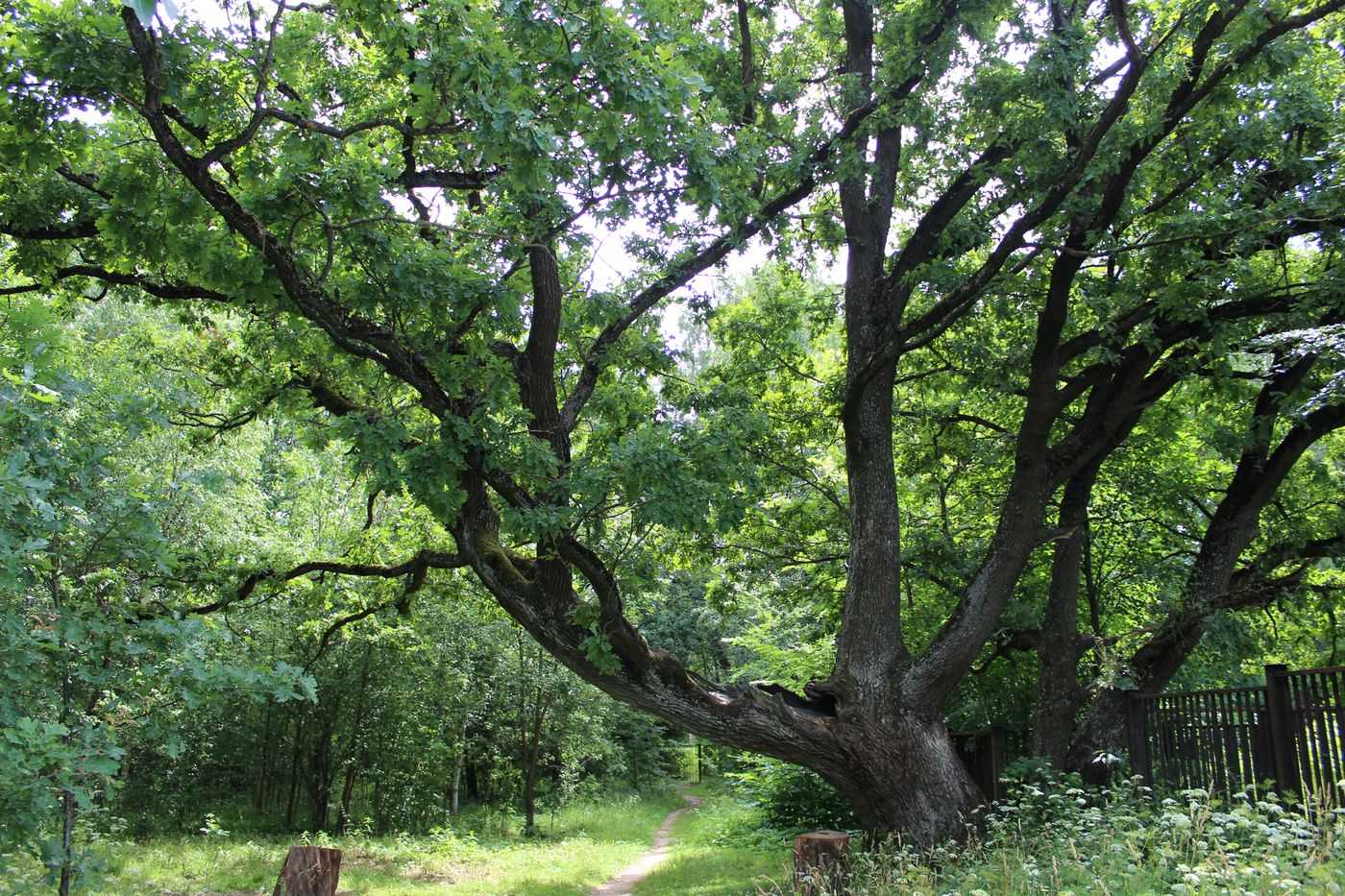 Image of Quercus robur specimen.