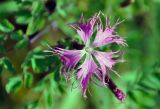 Dianthus sajanensis. Цветок. Казахстан, Терскей Алатау, долина р. Текес, 2550 м н.у.м. 24.07.2010.