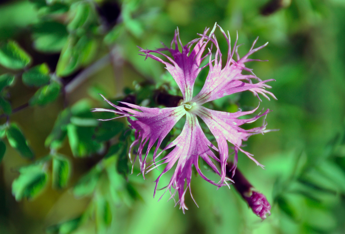 Изображение особи Dianthus sajanensis.