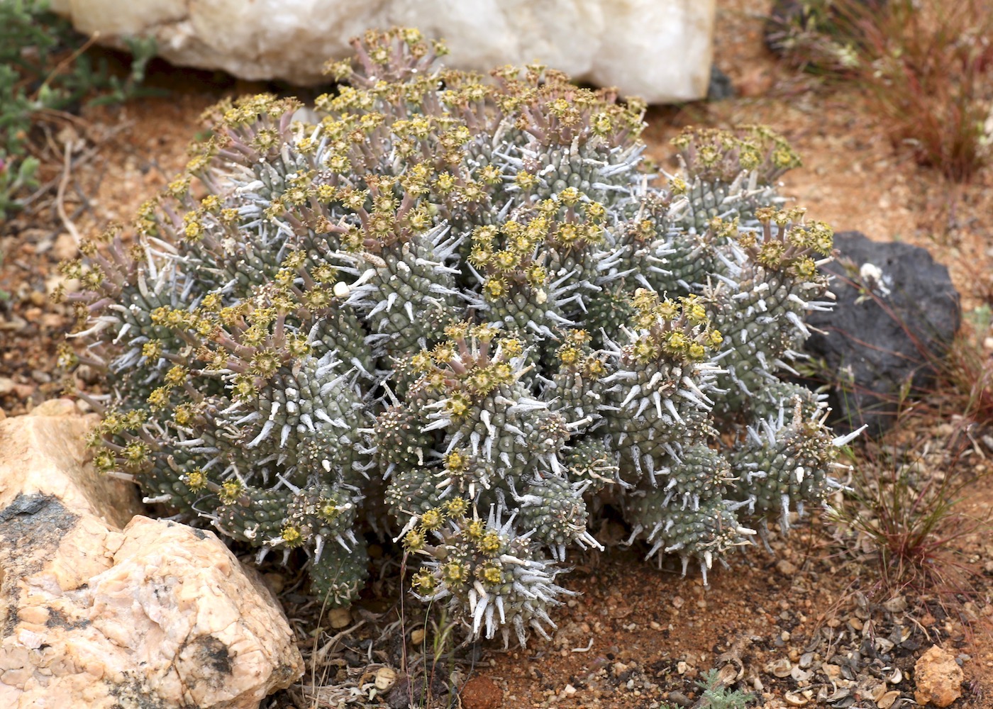 Image of Euphorbia caput-medusae specimen.