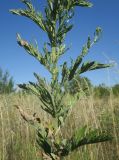 Senecio grandidentatus