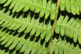 Dryopteris sichotensis. Часть вайи. Приморский край, Партизанский р-н, гора Ольховая, выс. 1590 м н.у.м., в елово-каменноберезовом лесу на юго-восточном склоне. 30.07.2020.