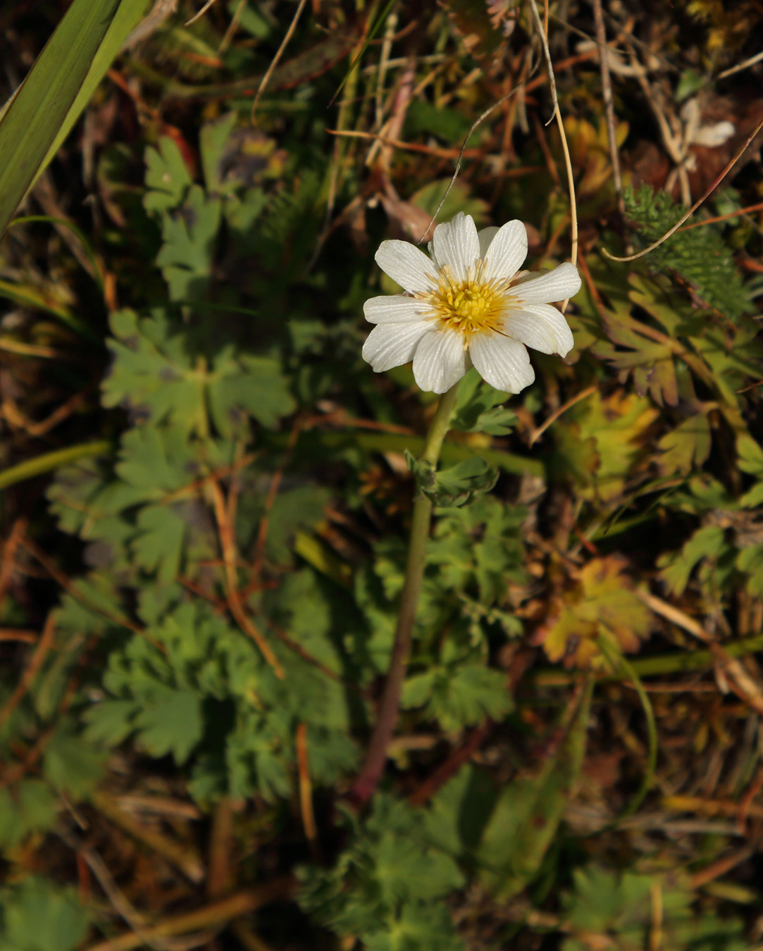 Изображение особи Callianthemum sajanense.