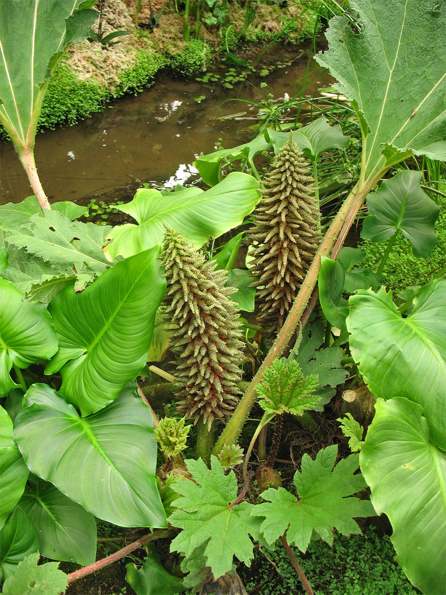 Image of Gunnera tinctoria specimen.