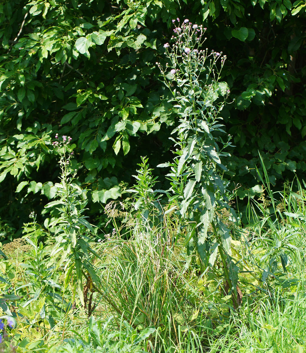 Image of Cirsium setosum specimen.