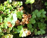 Saxifraga rivularis. Плодоносящее растение (вид сверху). Мурманская обл., Восточный Мурман, окр. пoc. Дальние Зеленцы. 02.08.2010.