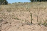Equisetum hyemale