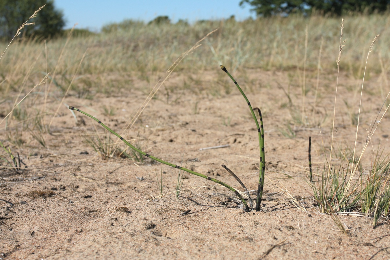 Изображение особи Equisetum hyemale.