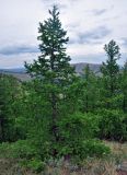 Larix sibirica. Взрослое дерево. Башкирия, Учалинский р-н, хребет Нурали, ≈ 700 м н.у.м., опушка лиственничного леса на сухом склоне. 22.07.2020.