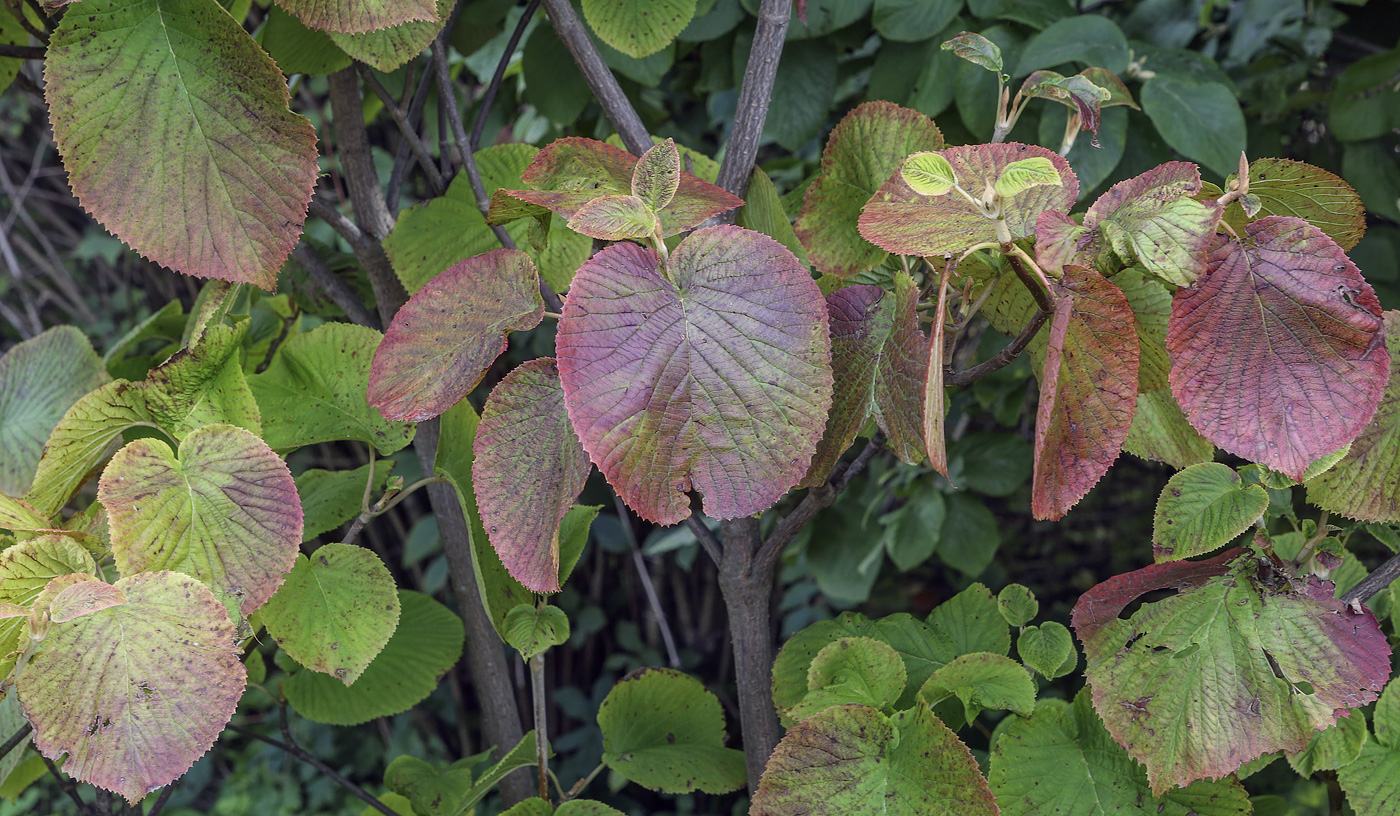 Image of Viburnum furcatum specimen.