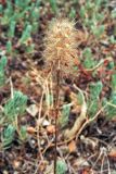 Trifolium angustifolium