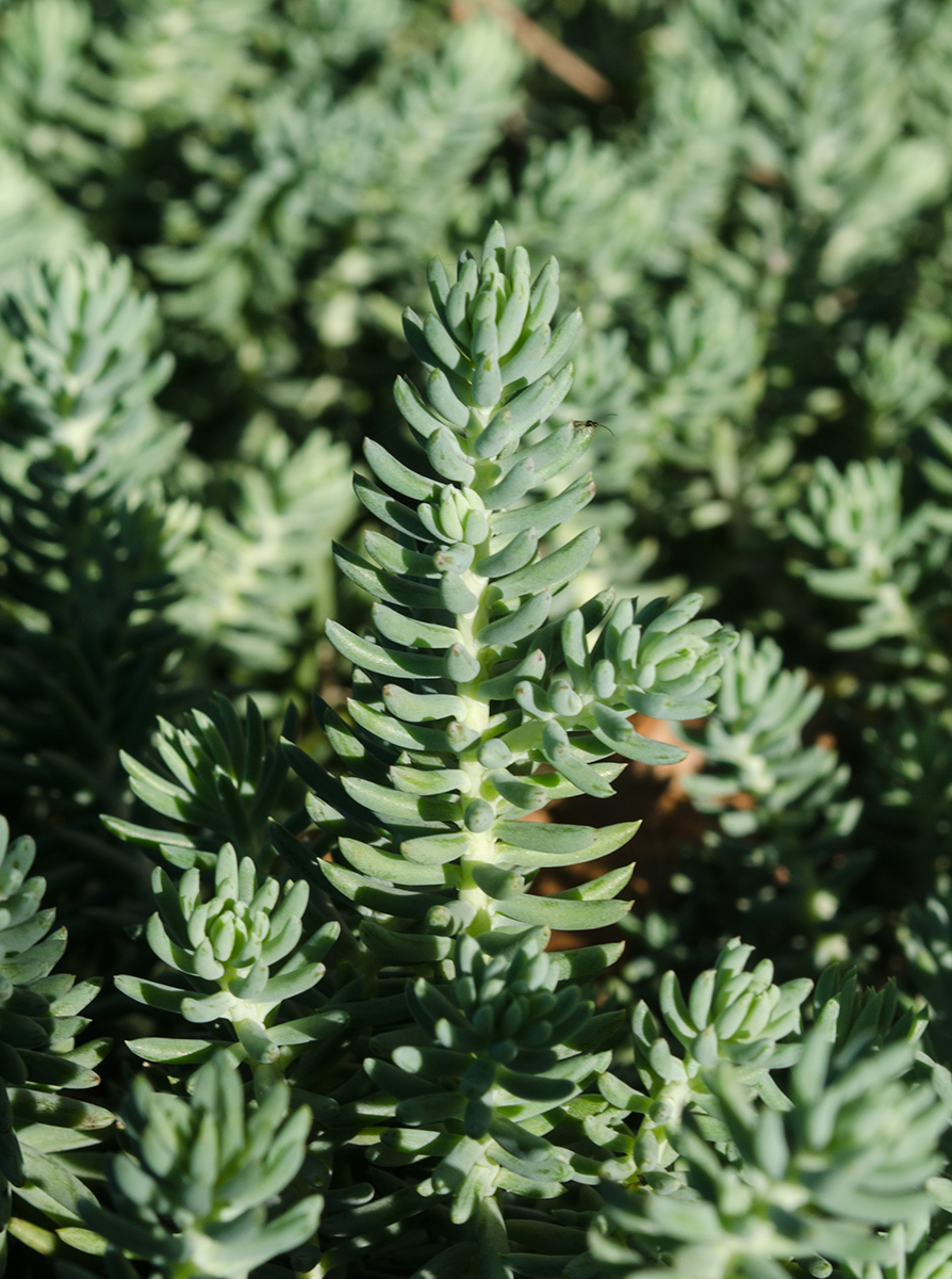 Image of Sedum reflexum specimen.