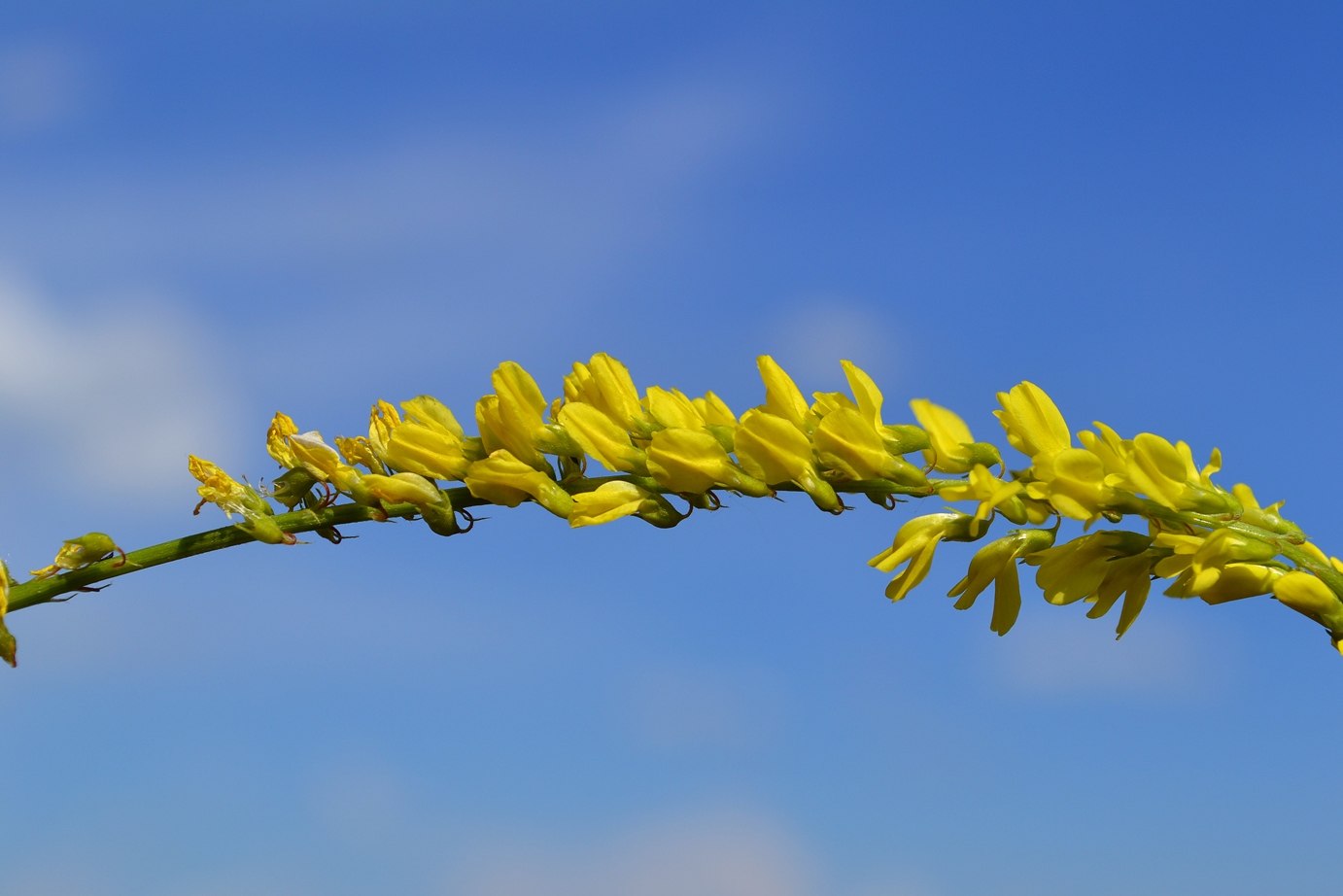 Изображение особи Melilotus officinalis.