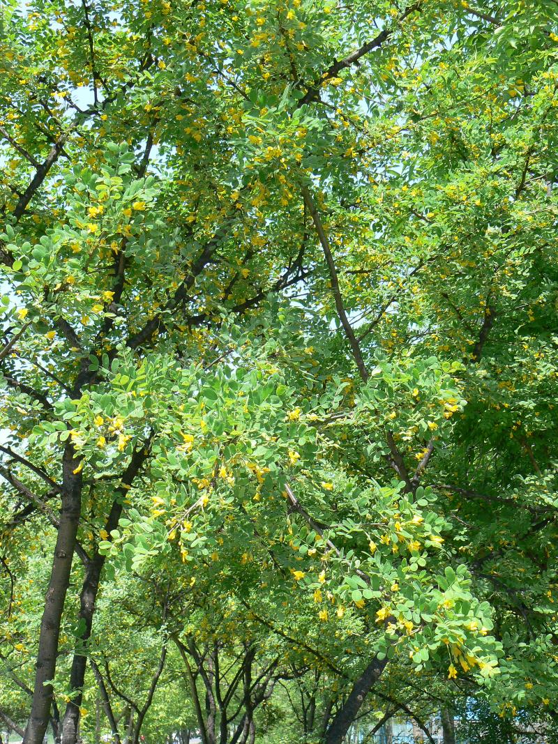 Image of Caragana arborescens specimen.