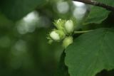 Corylus avellana. Соплодие с незрелыми плодами и часть листа. Санкт-Петербург, Дудергофские высоты, склон южной экспозиции, заросли лещины (Corylus avellana). 04.07.2020.