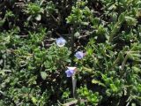 Lithodora hispidula. Верхушки побегов с цветками. Греция, о. Родос, окр. мыса Прасониси, песчаный берег Средиземного моря. 9 мая 2011 г.