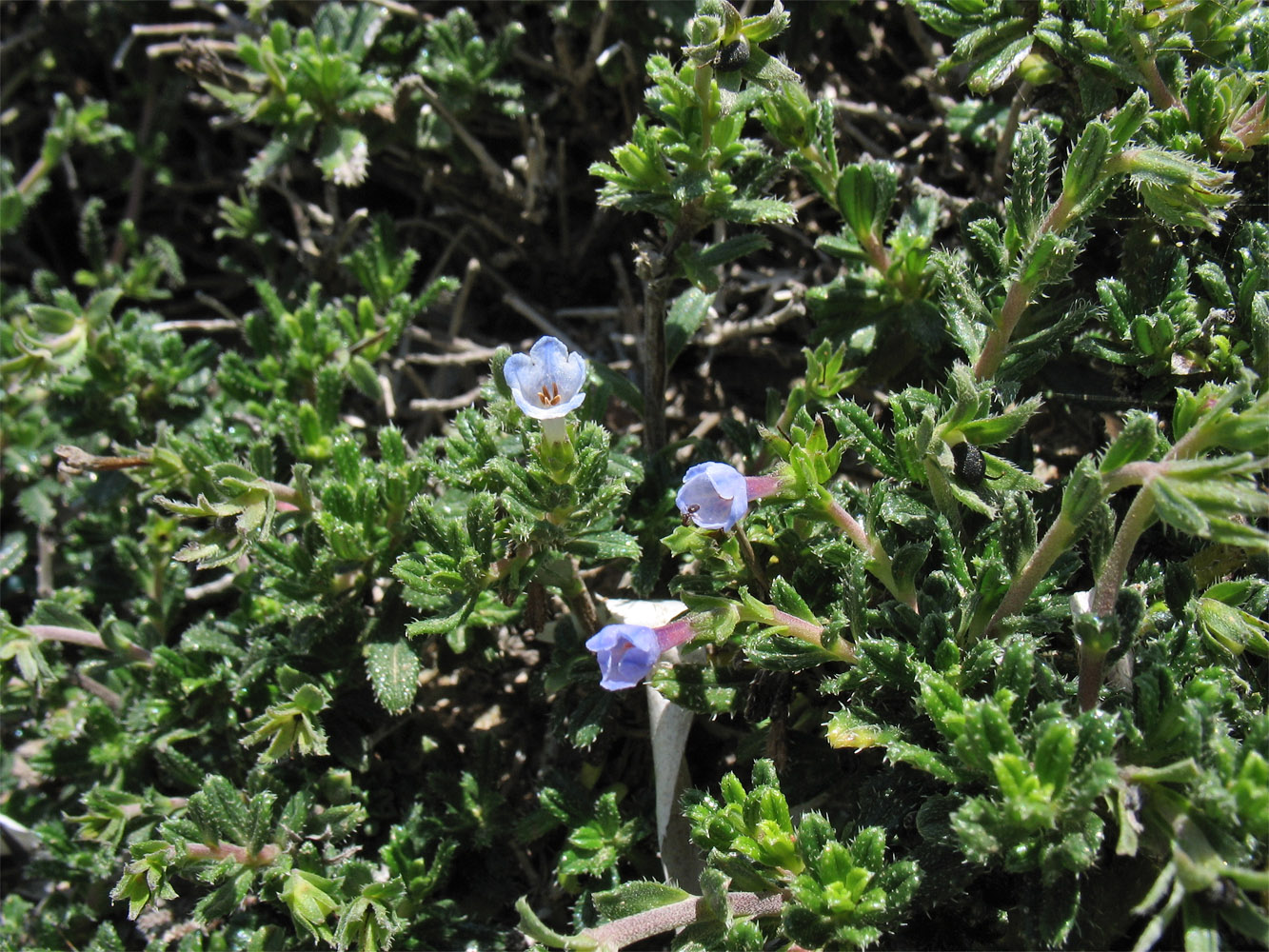 Изображение особи Lithodora hispidula.