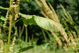 Rumex sylvestris. Лист в средней части побега. Санкт-Петербург, Старый Петергоф, парк \"Сергиевка\", лужайка у Китайского домика. 01.08.2020.