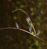 Cobaea scandens