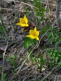 Tulipa biebersteiniana. Цветущие растения. Самарская обл., Жигулёвский заповедник, гора Стрельная, опушка лиственного леса. 02.05.2021.