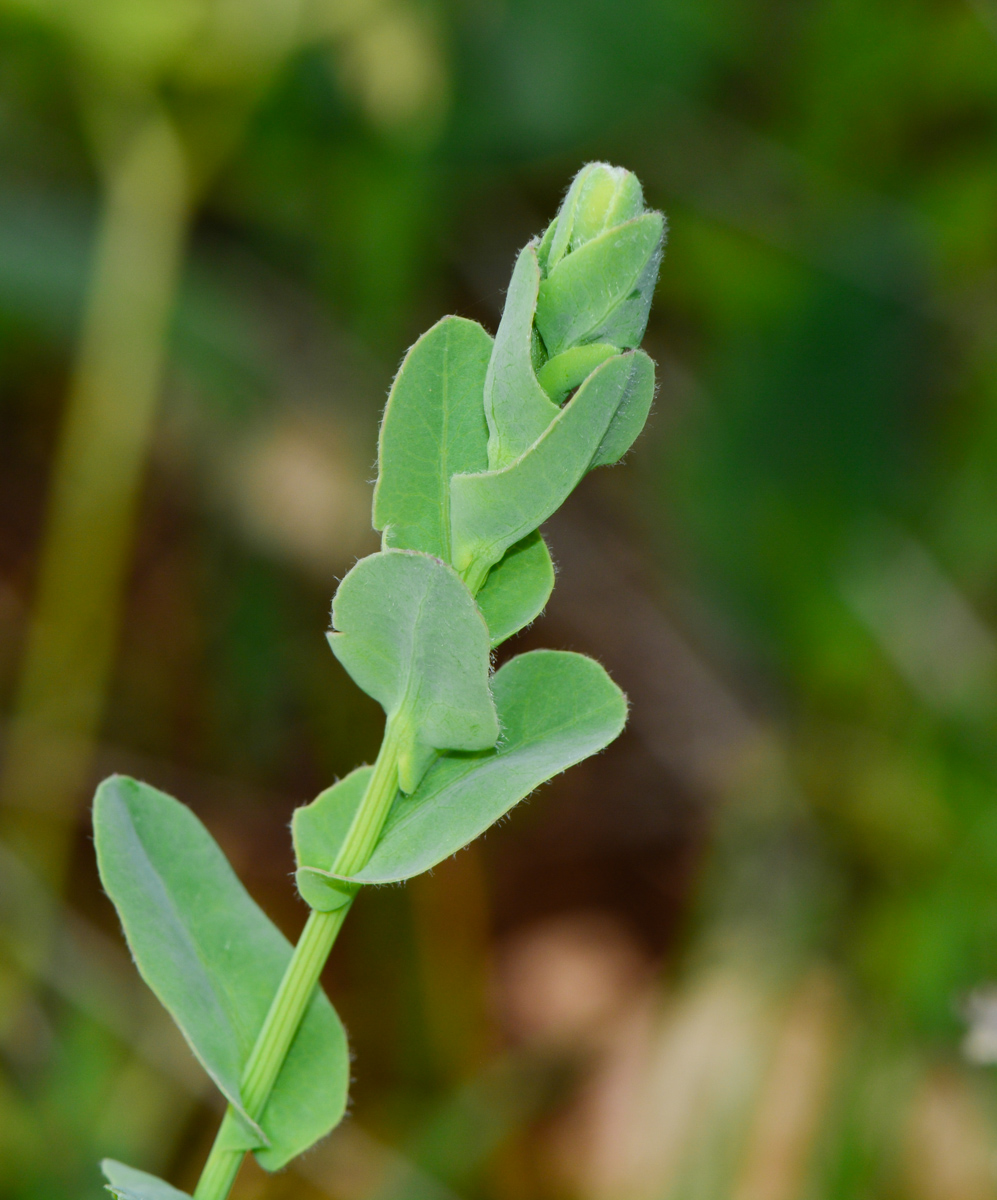 Image of Klasea cerinthifolia specimen.