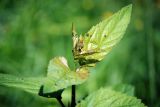 Scrophularia nodosa