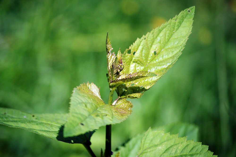 Изображение особи Scrophularia nodosa.