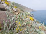 Achillea taurica