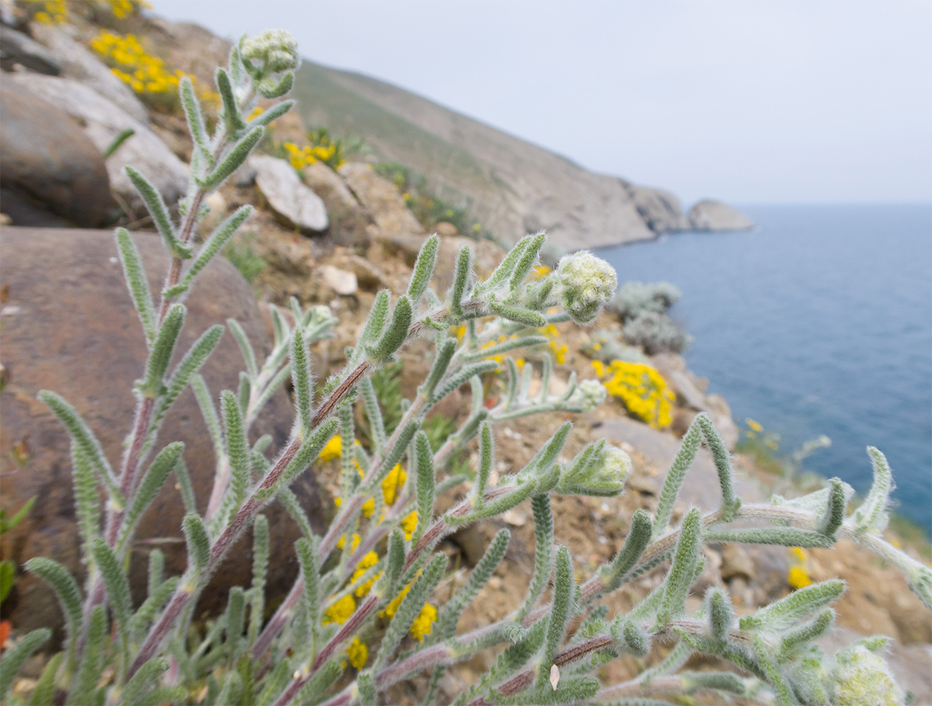 Image of Achillea taurica specimen.