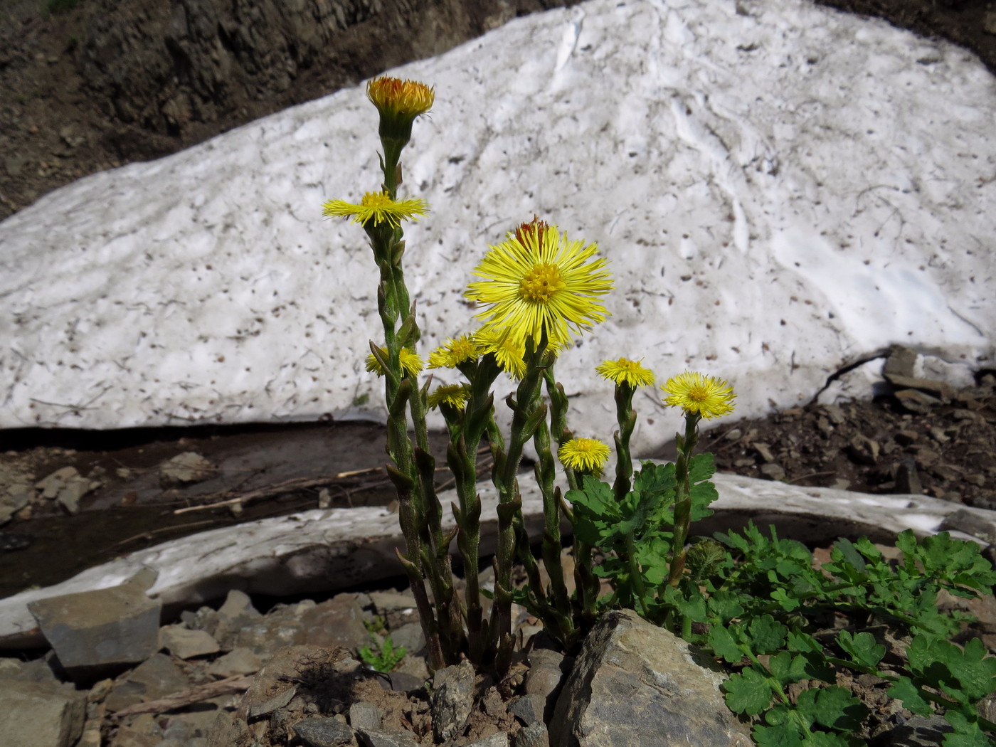 Image of Tussilago farfara specimen.